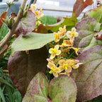 Epimedium x warleyense 'Orange Konigin' BIO