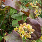 Epimedium x warleyense 'Orange Konigin' BIO