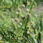 Eryngium yuccifolium BIO