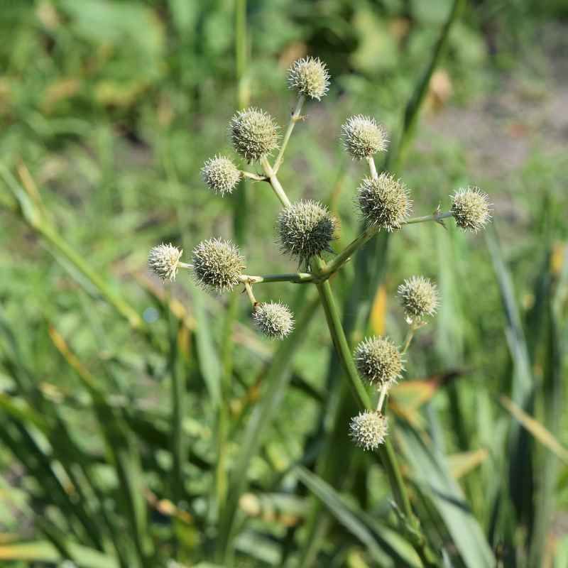 Eryngium yuccifolium BIO