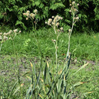 Eryngium yuccifolium BIO