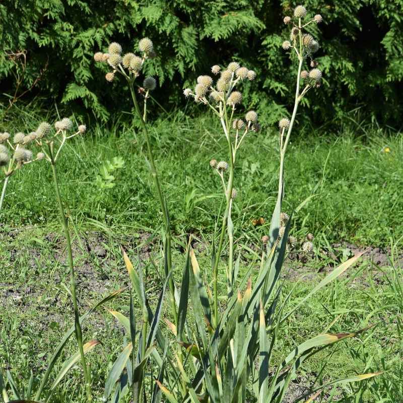 Eryngium yuccifolium BIO