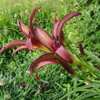 Hemerocallis 'Black Arrowhead' BIO