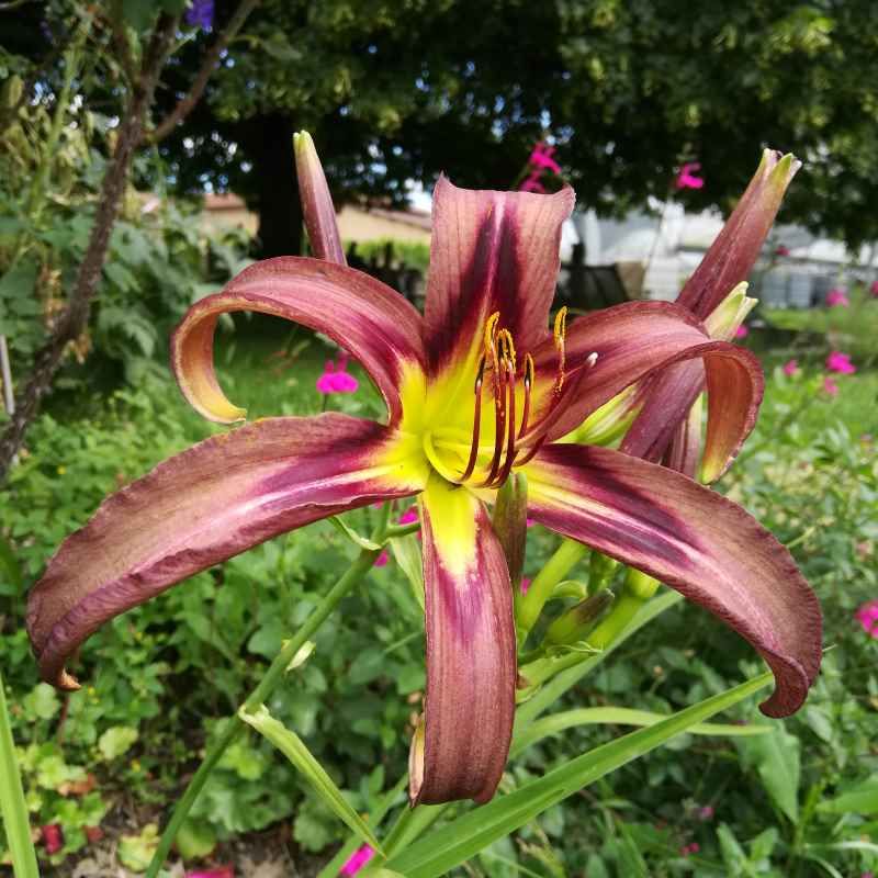 Hemerocallis 'Black Arrowhead' BIO