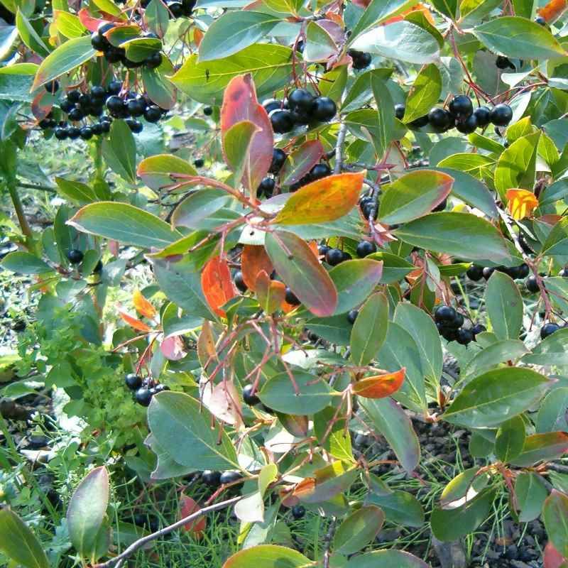 Aronia melanocarpa BIO