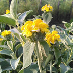 Phlomis fruticosa BIO
