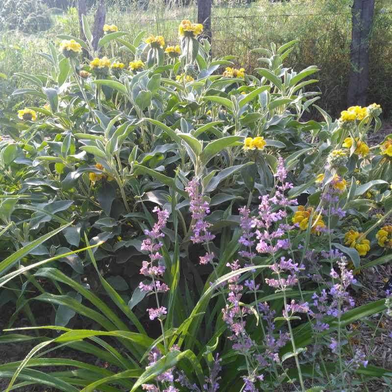 Phlomis fruticosa BIO
