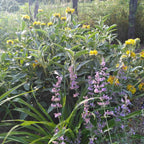 Phlomis fruticosa BIO