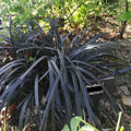 Ophiopogon planisticum 'Nigrescens' BIO
