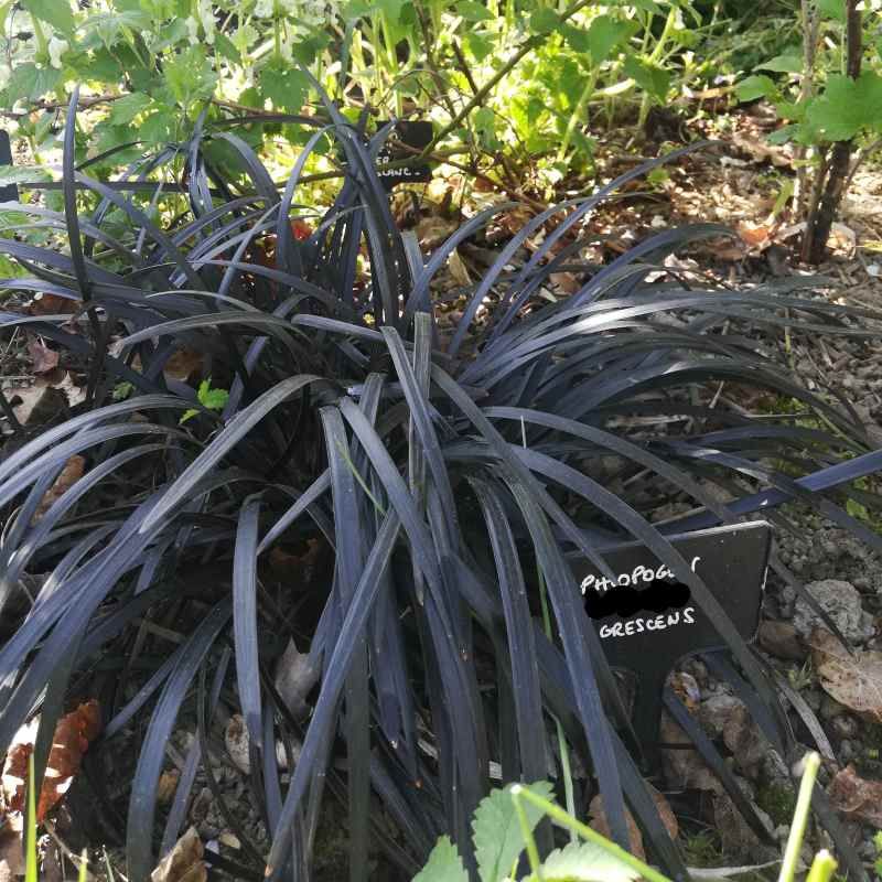 Ophiopogon planisticum 'Nigrescens' BIO