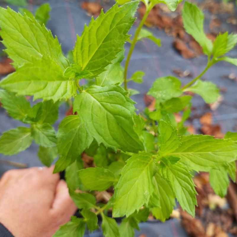 Menthe de 'Yakima' BIO