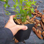 Menthe de 'Yakima' BIO