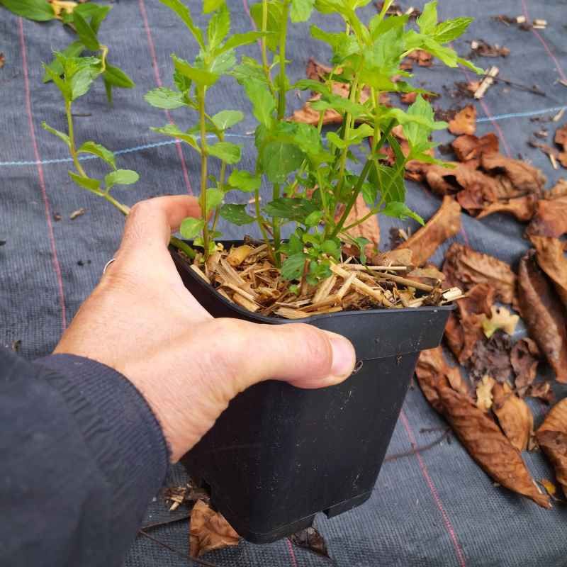 Menthe de 'Yakima' BIO