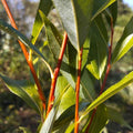 Osier blanc 'Rouge Fol'