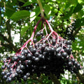 Sambucus nigra 'Pyramidalis' BIO