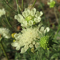 Scabiosa ochroleuca BIO