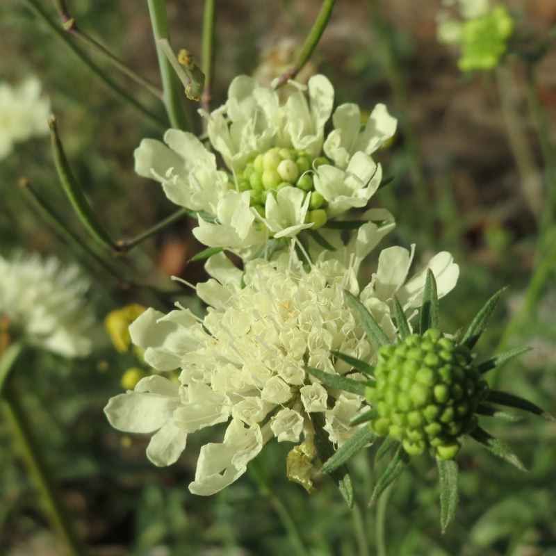 Scabiosa ochroleuca BIO