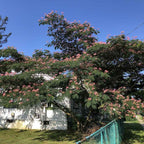 Albizia jolubrissin 'Rosea' BIO
