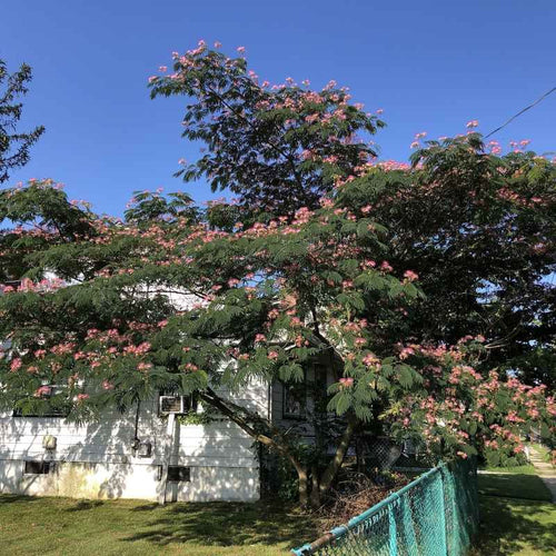 Albizia jolubrissin 'Rosea' BIO