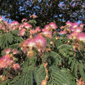 Albizia jolubrissin 'Rosea' BIO