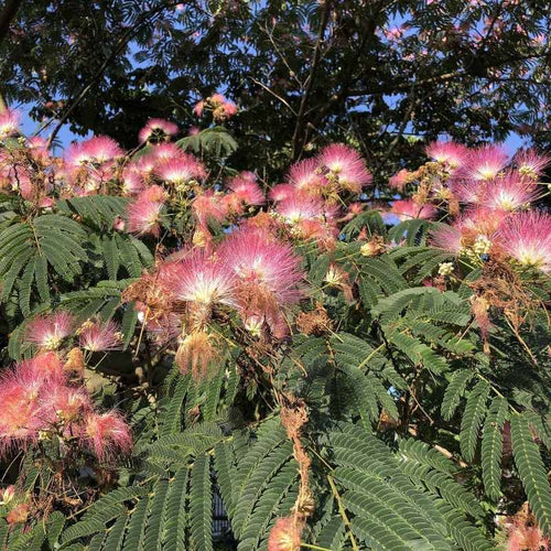 Albizia jolubrissin 'Rosea' BIO