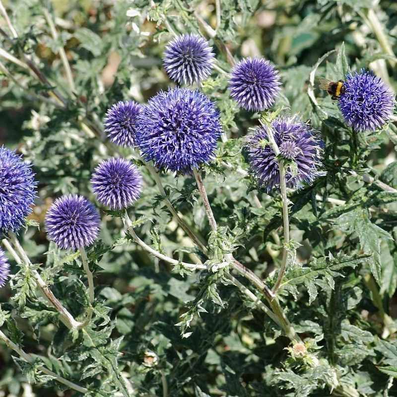 Echinops ritro BIO