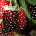 Mûre framboise 'Thornless Boysenberry' BIO