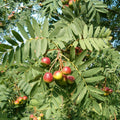 Sorbus domestica - Cormier BIO