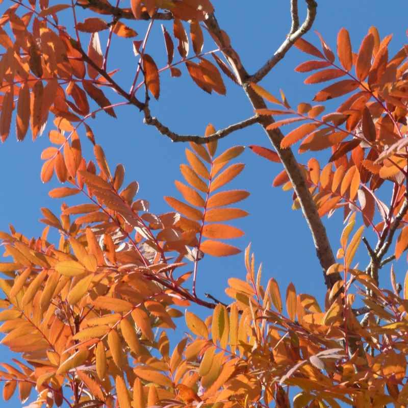 Sorbus domestica - Cormier BIO