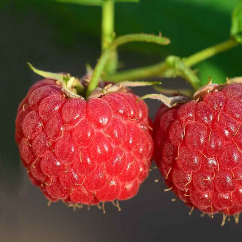 Framboisier 'Topla' BIO