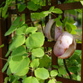 Akebia x pentaphylla BIO