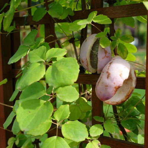 Akebia x pentaphylla BIO