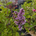Syringa microphylla BIO ~ Lilas à petites feuilles