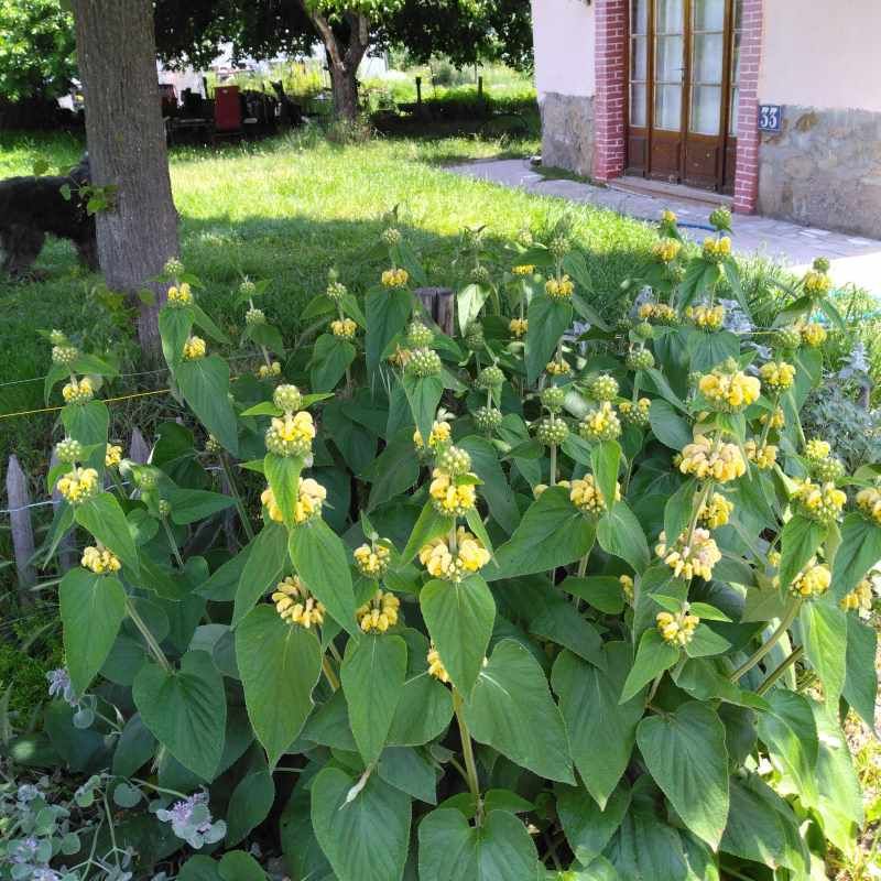 Phlomis russeliana BIO