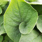 Phlomis russeliana BIO