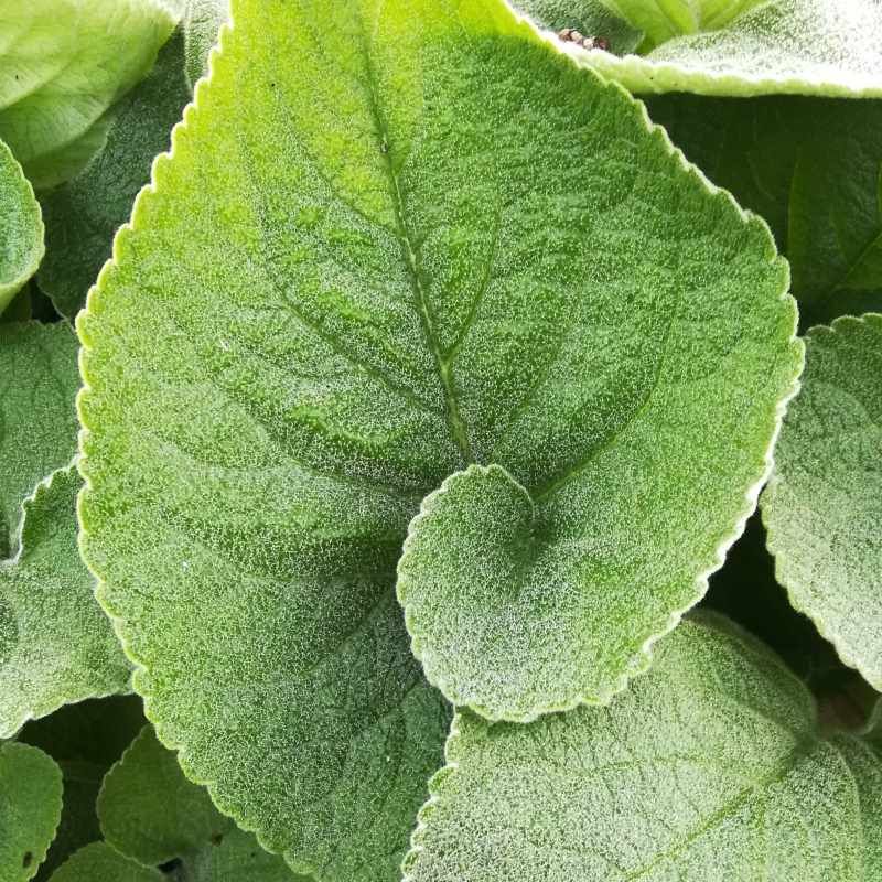 Phlomis russeliana BIO