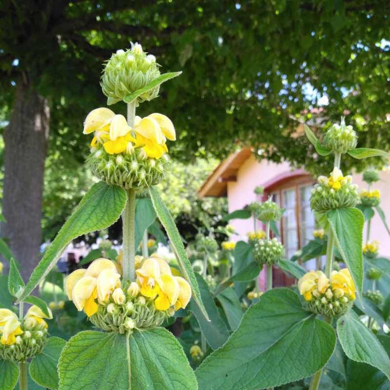 Phlomis russeliana BIO