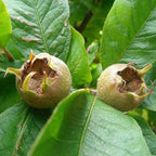 Mespilus germanica - Néflier commun BIO