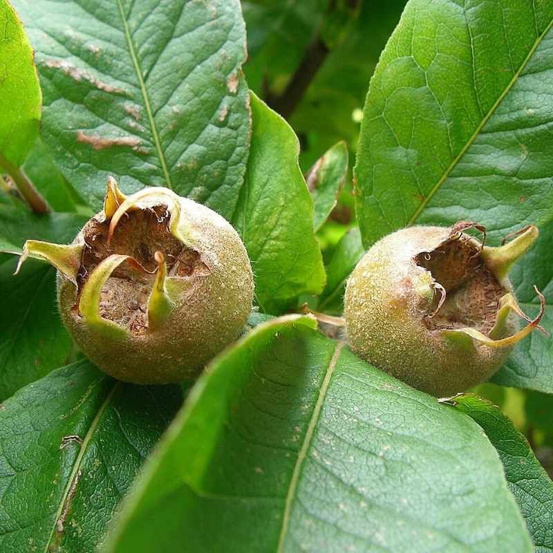 Mespilus germanica - Néflier commun BIO