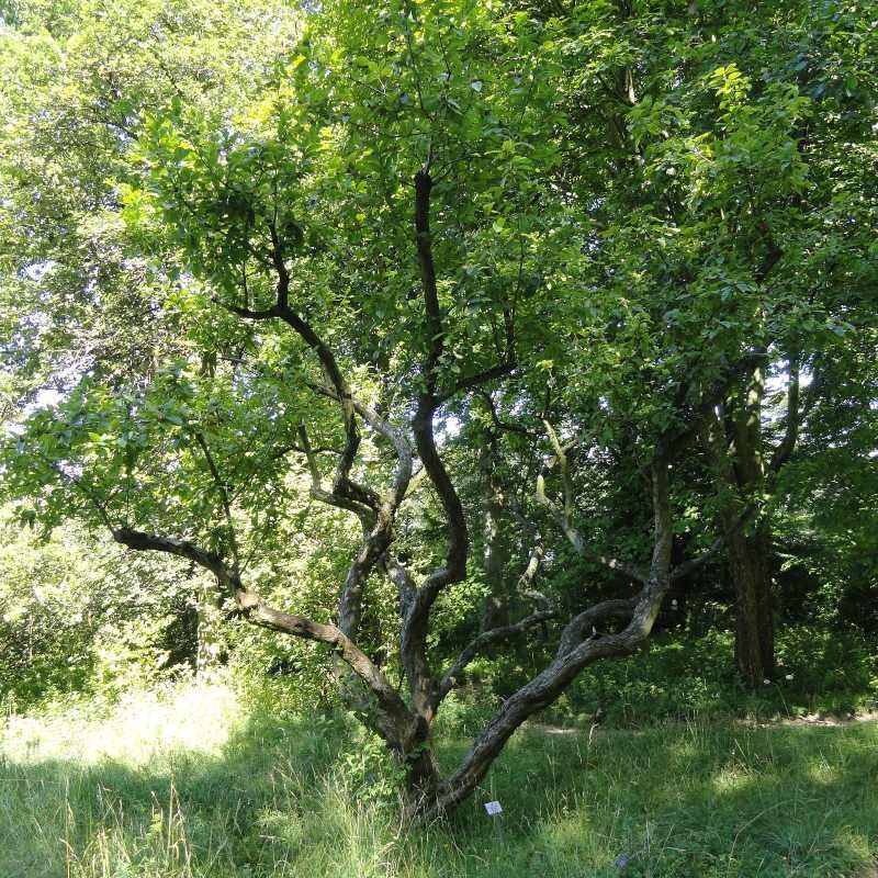 Mespilus germanica - Néflier commun BIO