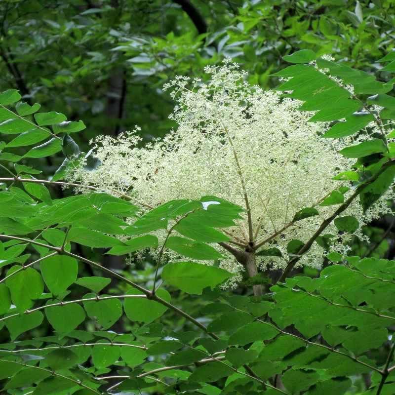 Aralia spinosa BIO