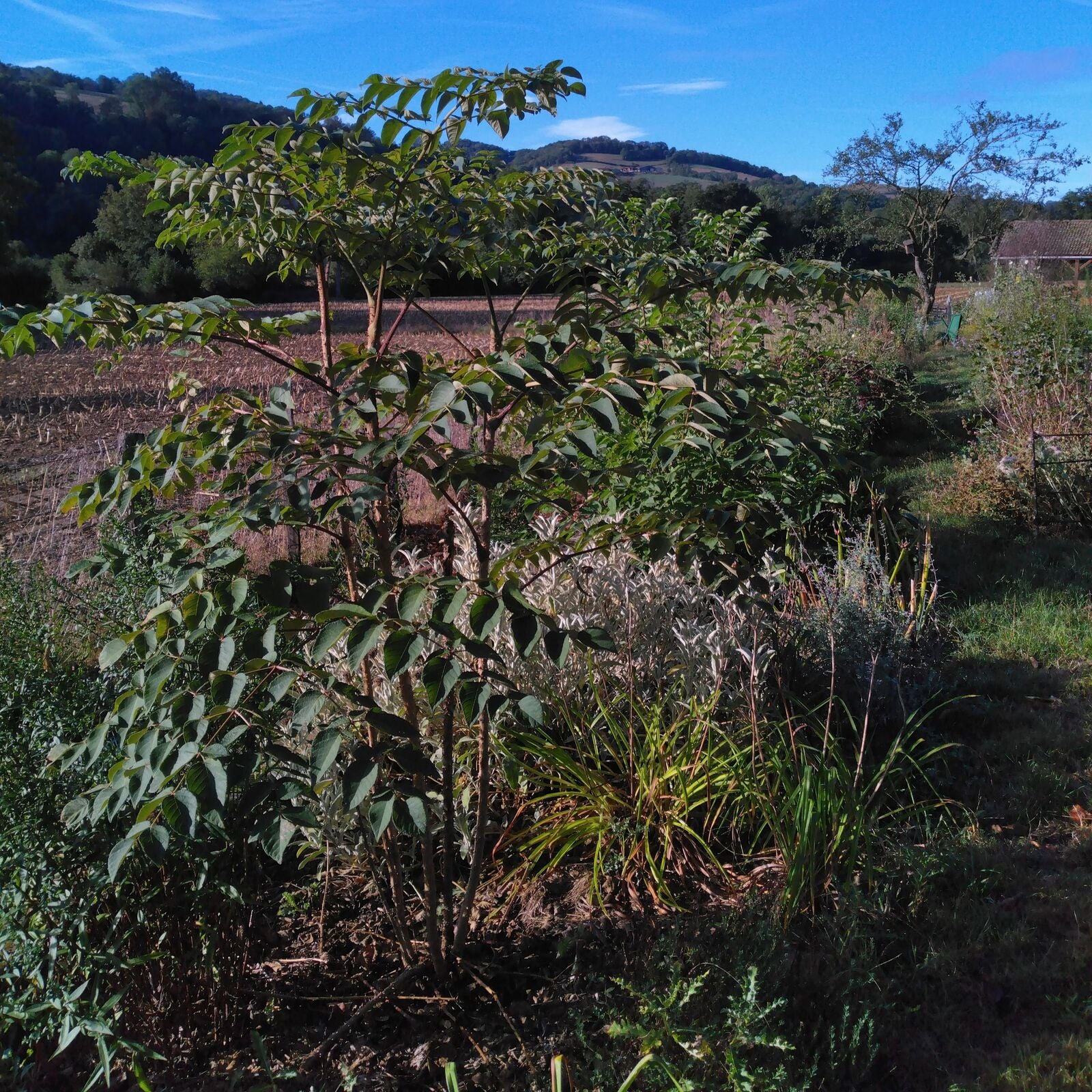 Aralia spinosa BIO