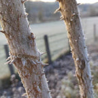Aralia spinosa BIO