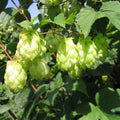 Houblon femelle 'Hersbrucker'
