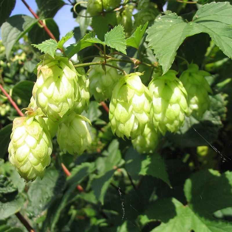 Houblon femelle 'Hersbrucker'