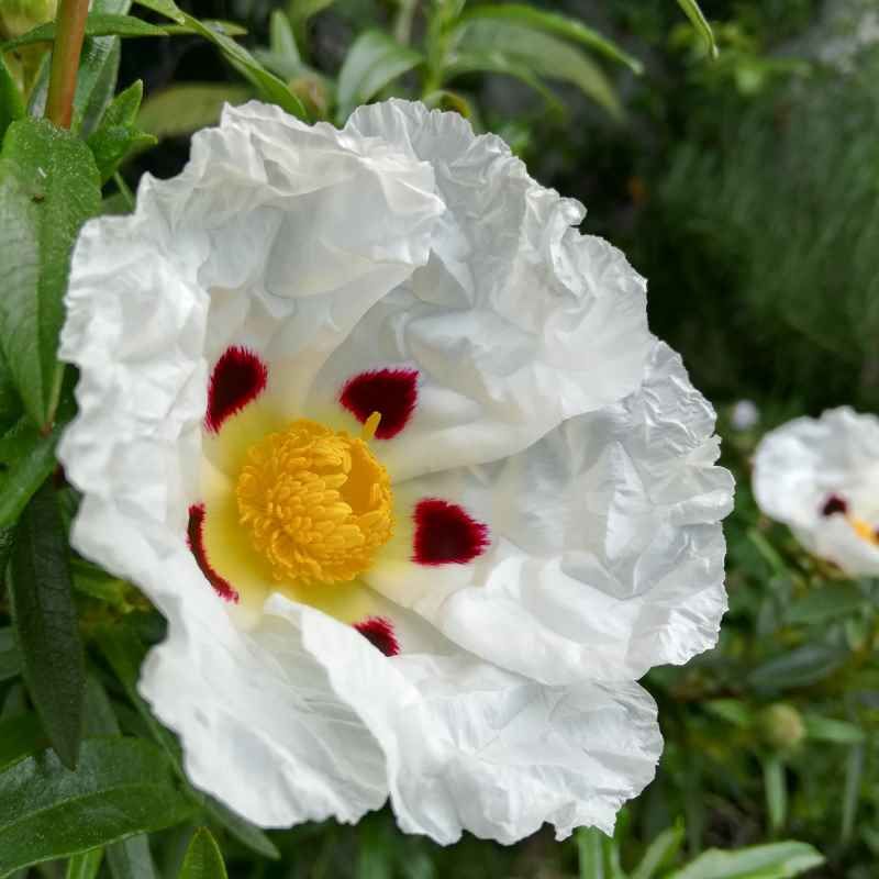 Cistus ladanifer BIO