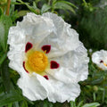 Cistus ladanifer BIO