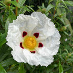 Cistus ladanifer BIO