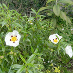 Cistus ladanifer BIO