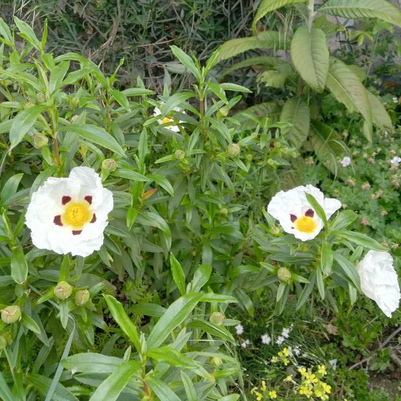 Cistus ladanifer BIO